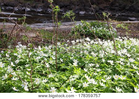 Anemone (windflower) flowers in forest near river Langinkoski Finland
