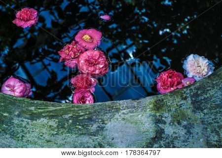 Tropical flowers in vintage pool with trees in reflection