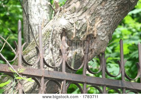 Eisen Zaun und der Baum