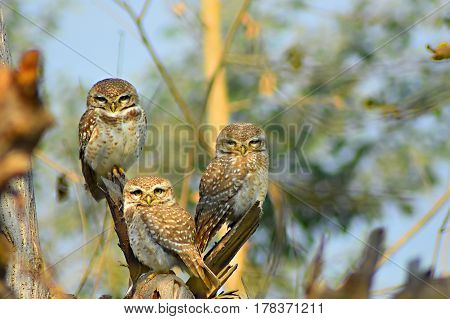 Owls giving a look sitting on trees
