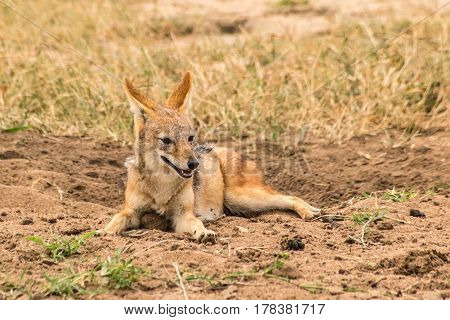 Black Backed or Silver Backed Jackal on the sand