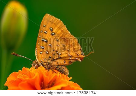 Eastern Scarlet - Axiocerses tjoane tjoane on a yellow Marigold Flower