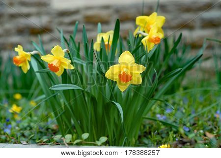 cluster of bicolored trumpet daffodils in the garden