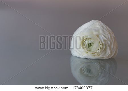 White Ranunculus Flower Over Light Bacgkround