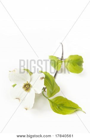 Cornouiller blanc Bloom