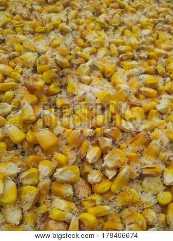 Unpicked corn in the field under snow