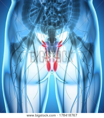 Reproductive System Male, Medical Concept.