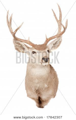 Typiske Mule Deer
