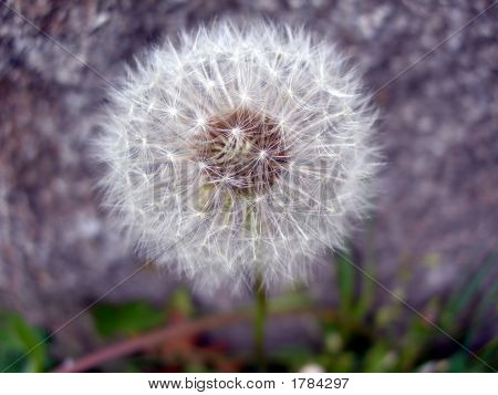 Detail van een paardenbloem