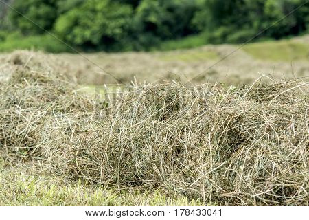 close up of hay in a windrow drying in an Ohio hay field