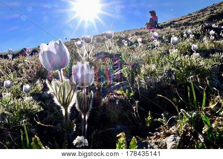 Man hiker in alpine meadows with pasque wildflowers. Independence Pass near Aspen. Colorado. United States.