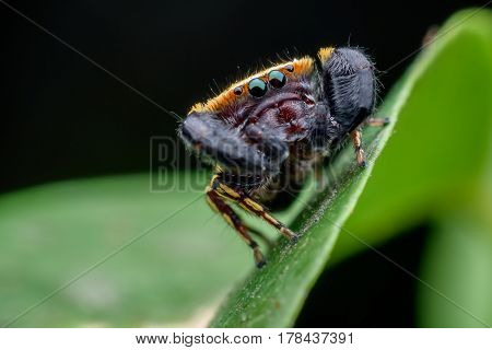 The Wasp-mimic jumping spider or Rhene flavicomans on green leaf
