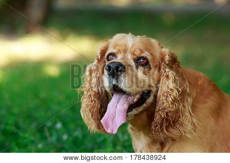 dog breed American Cocker Spaniel on a green grass