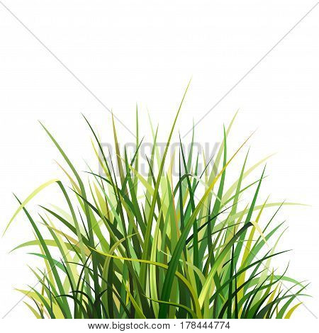 Illustration with Big Green Grass, Isolated on White Background. Object for your design projects: banners, business cards, posters, textiles