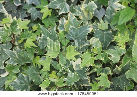 The Group Of Ivy At The Garden