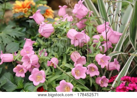 Ampanula Medium, Common Name Canterbury Bells,