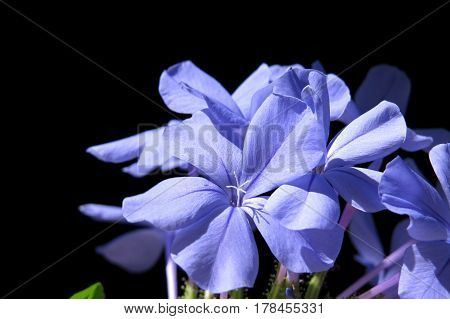 Blue Plumbago Auriculata flowers against a black background Leadwort