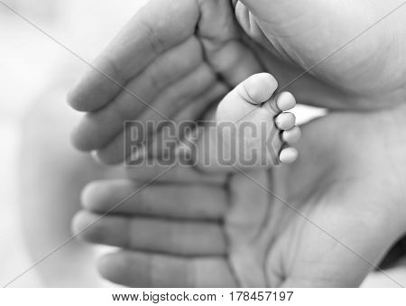 Father or mother holding foot of newborn baby. Adult hand and baby tiny baby feet. Happy parenthood, carefree childhood, family, love, tenderness. In black-and-white, monochrome