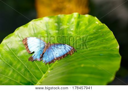 Closup image of a beautiful butterfly landing on a tree branch. With colorful flowers.