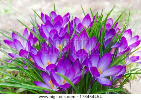 Compact group of the purple flowers of the crocus vernus closeup on a blurred background