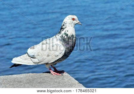 Lonesome Dove sitting on a stone on background of sea