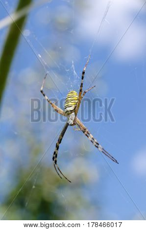 Spider with yellow and black stripes. Argiope on the web.
