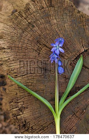 Bluebell, snowdrop in the forest, spring flower, the first flower after winter, bell, blue flower, background
