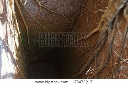 Ancient deep well with roots of banyan tree. India. Goa Portugal fort. Natural light and colors