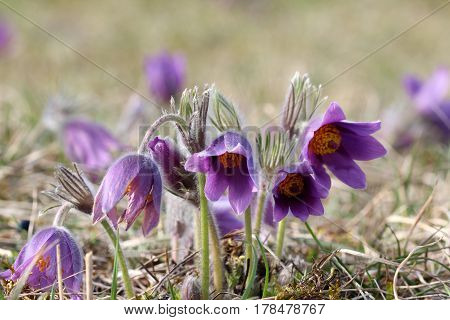 Purple pasque flowers in springtime / Hairy fuzzy pasque-flowers in soft purple pastel colors in springtime.