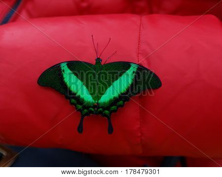 Tropical butterfly - Prepona Demophoon - sits on a red surface with open wings
