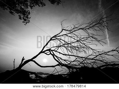 Tree silhouette with meaningful shape. Abstract black and white photo.