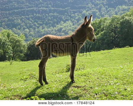 Burro de bebé