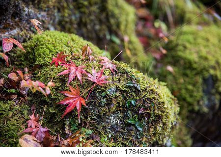 A beautiful autumn background with maple leaves