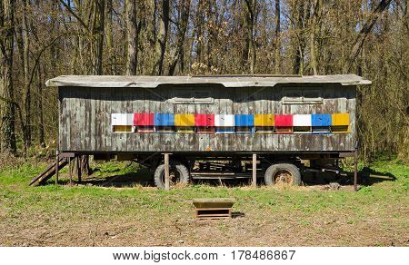 A view of the colorful apiary with wheels bees standing in a meadow surrounded by forest trees under blue sky
