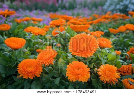 Orange Calendula or English Marigold in the garden at sunny day