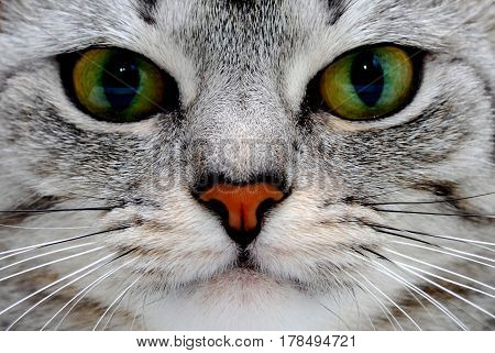 cat gray with green beautiful eyes closeup.