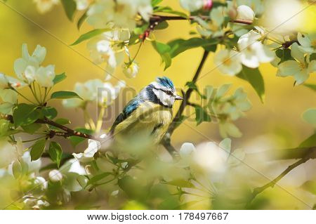 little chickadee sits in the early spring among the branches of a blossoming Apple tree