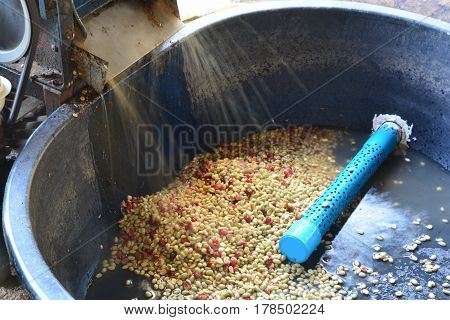Pulping The Coffee Berry ** note select focus with shallow depth of field