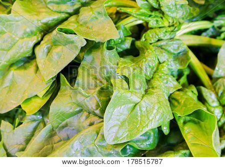 Heap Of Spinach Leaves
