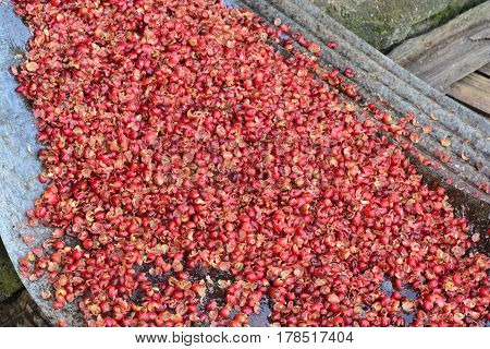 Pulping The Coffee Berry ** note select focus with shallow depth of field