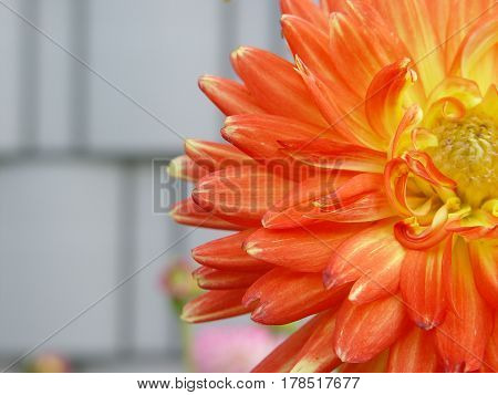 orange flower in garden closeup beauty summer
