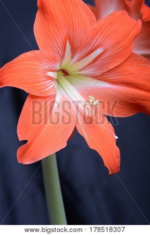 Red Lily Flower. Abstract Background. Close Up.