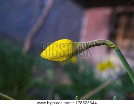 Beautiful untapped yellow daffodils on blured background