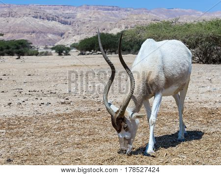 Curved horned antelope Addax (Addax nasomaculatus) was introduced from Sahara desert and well adopted in nature reserve near Eilat, Israel