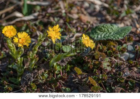 Young yellow spring flowers mother and stepmother
