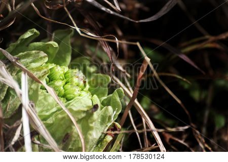 Flowers of Fuki, Giant Butterbur or Petasites japonicus (Fuki-no-tou in japanese) in spring