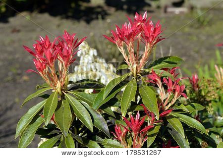 Pieris Forest Flame red leaves in spring