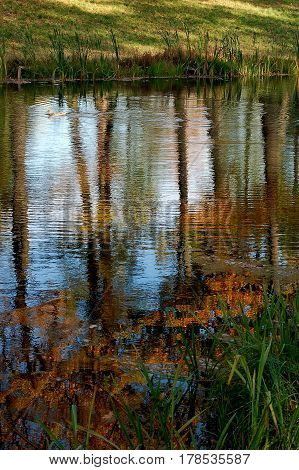 autumn landscape with river and ducks. The beauty of nature in autumn.