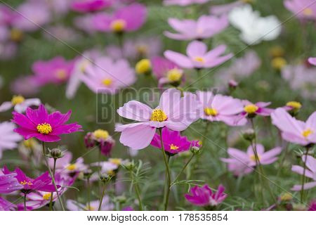 The Bloom Flowers Cosmos Bipinnatus