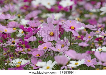 The Bloom Flowers Cosmos Bipinnatus